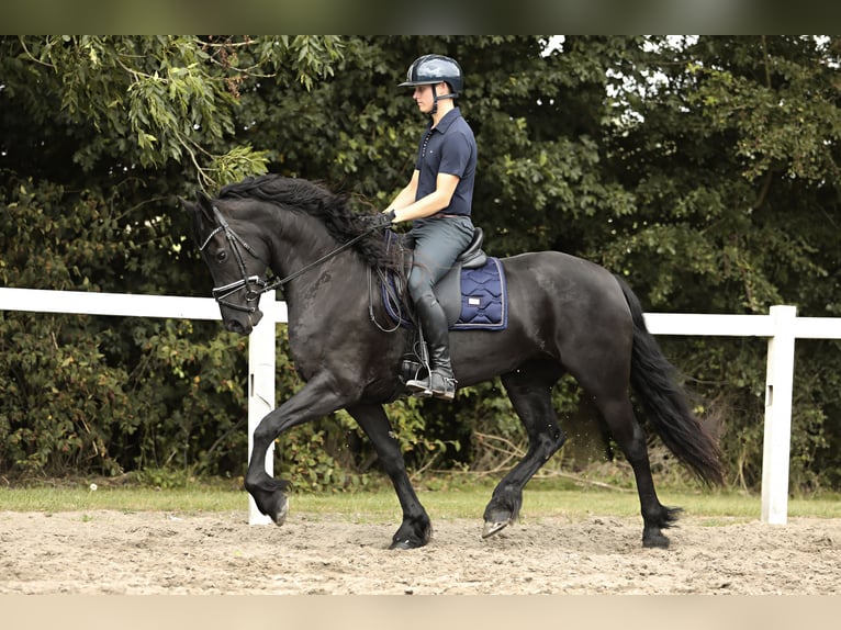 Fries paard Merrie 7 Jaar 162 cm Zwart in Britswert