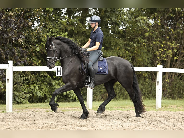 Fries paard Merrie 7 Jaar 162 cm Zwart in Britswert