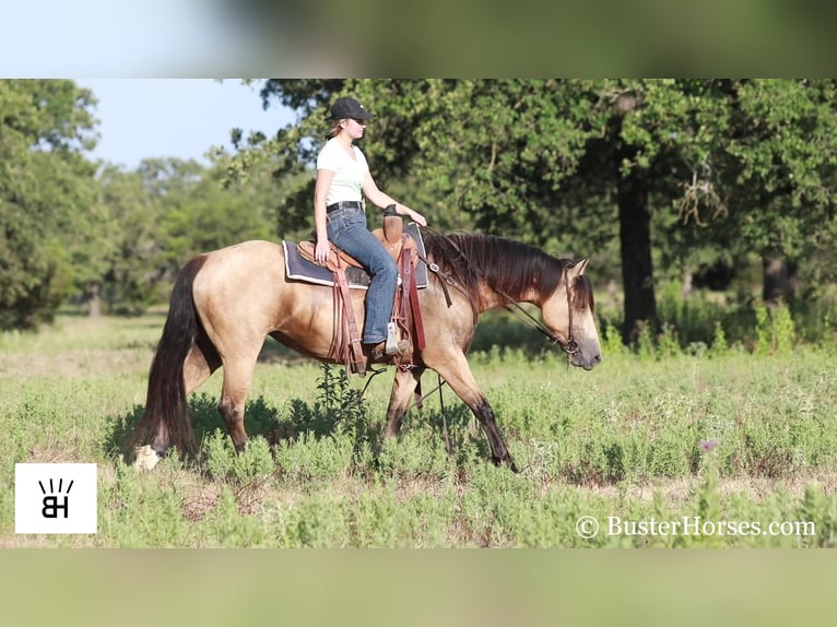 Fries paard Merrie 7 Jaar 163 cm Buckskin in Weatherford TX