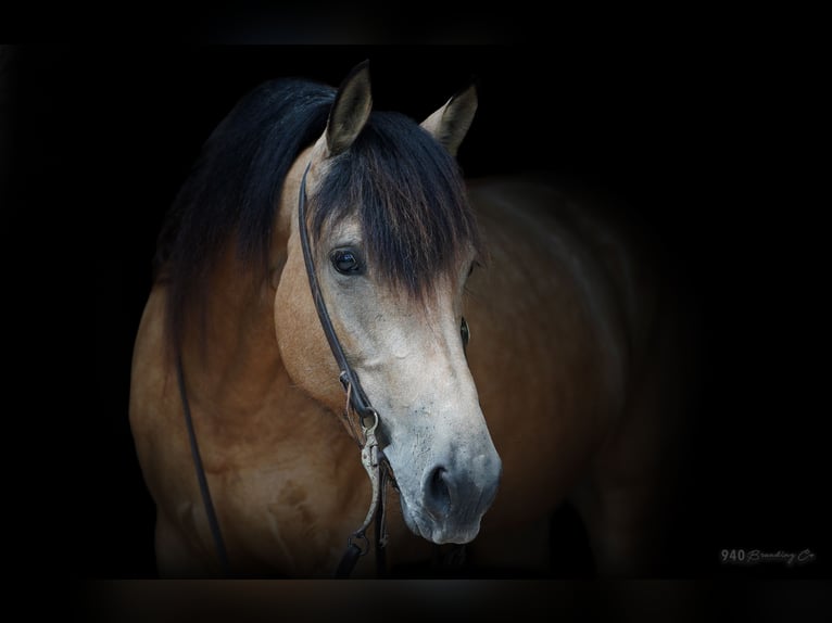 Fries paard Merrie 7 Jaar 163 cm Buckskin in Weatherford TX