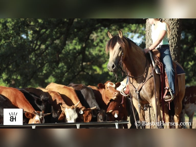 Fries paard Merrie 7 Jaar 163 cm Buckskin in Weatherford TX