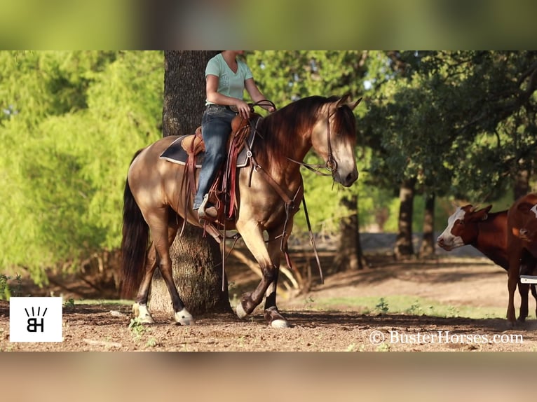 Fries paard Merrie 7 Jaar 163 cm Buckskin in Weatherford TX