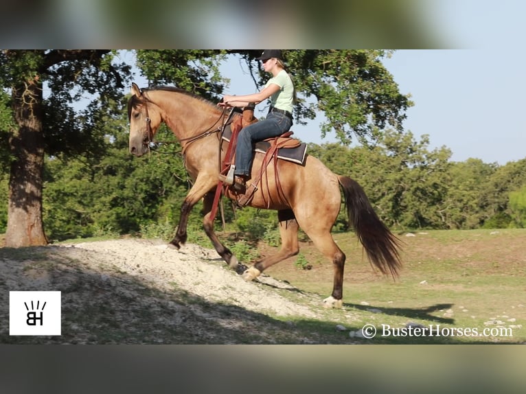 Fries paard Merrie 7 Jaar 163 cm Buckskin in Weatherford TX