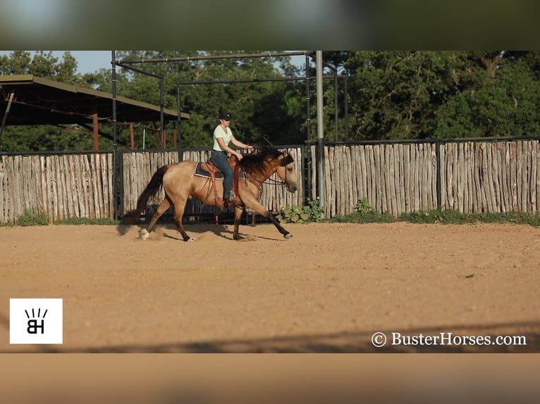 Fries paard Merrie 7 Jaar 163 cm Buckskin in Weatherford TX