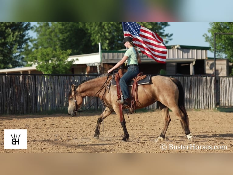 Fries paard Merrie 7 Jaar 163 cm Buckskin in Weatherford TX