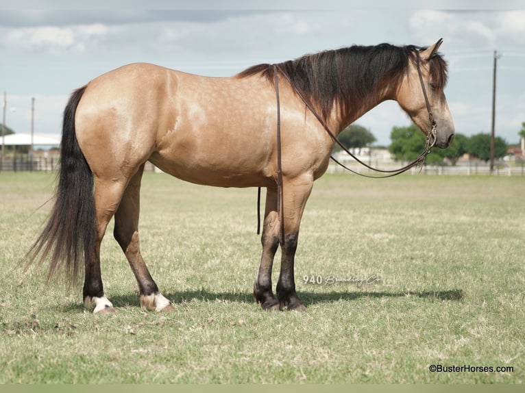 Fries paard Merrie 7 Jaar 163 cm Buckskin in Weatherford TX