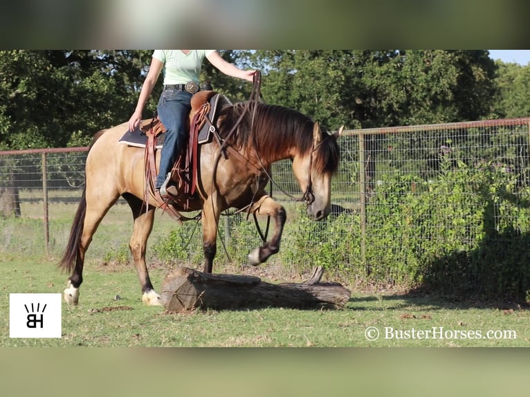 Fries paard Merrie 7 Jaar 163 cm Buckskin in Weatherford TX