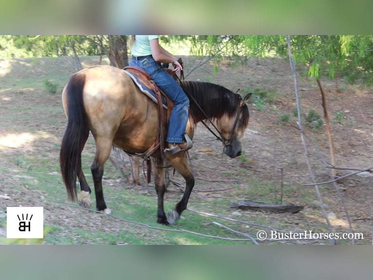 Fries paard Merrie 7 Jaar 163 cm Buckskin in Weatherford TX