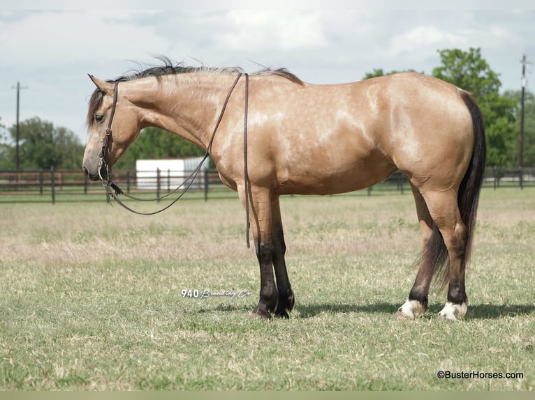 Fries paard Merrie 7 Jaar 163 cm Buckskin in Weatherford TX