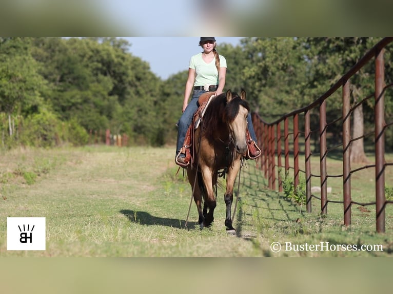 Fries paard Merrie 7 Jaar 163 cm Buckskin in Weatherford TX