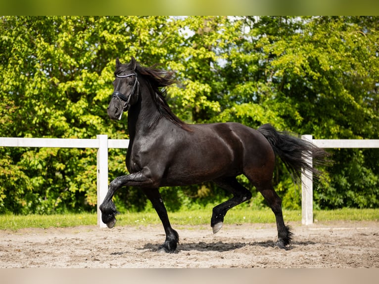 Fries paard Merrie 7 Jaar 163 cm Zwart in Britswert