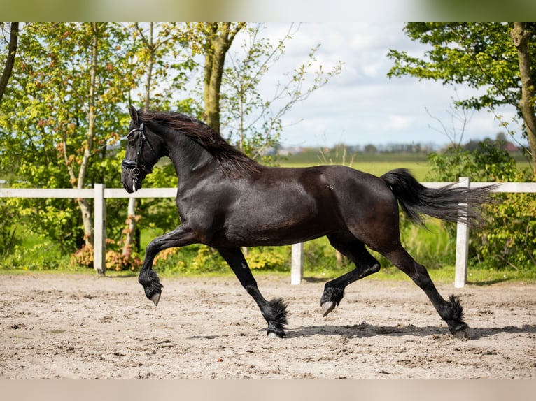 Fries paard Merrie 7 Jaar 163 cm Zwart in Britswert