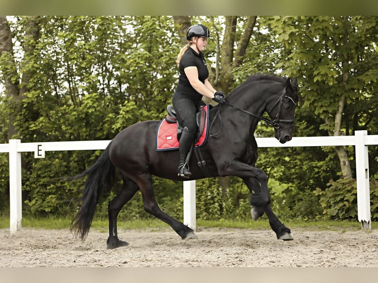 Fries paard Merrie 7 Jaar 163 cm Zwart in Britswert