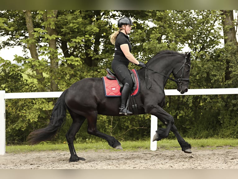 Fries paard Merrie 7 Jaar 163 cm Zwart in Britswert