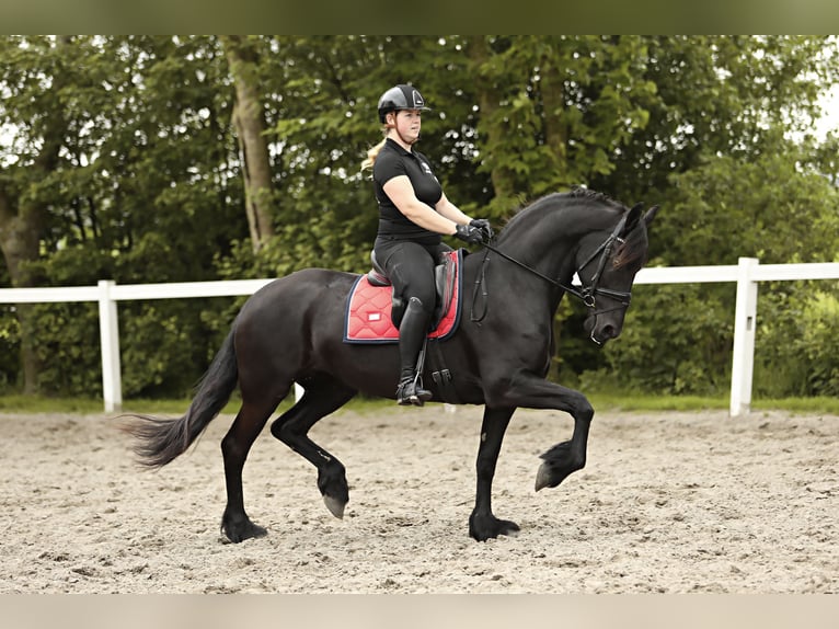 Fries paard Merrie 7 Jaar 163 cm Zwart in Britswert