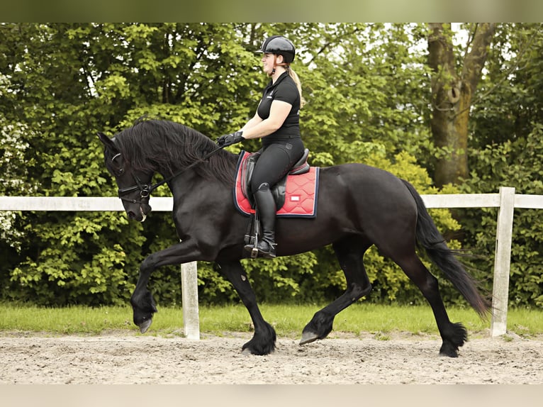 Fries paard Merrie 7 Jaar 163 cm Zwart in Britswert