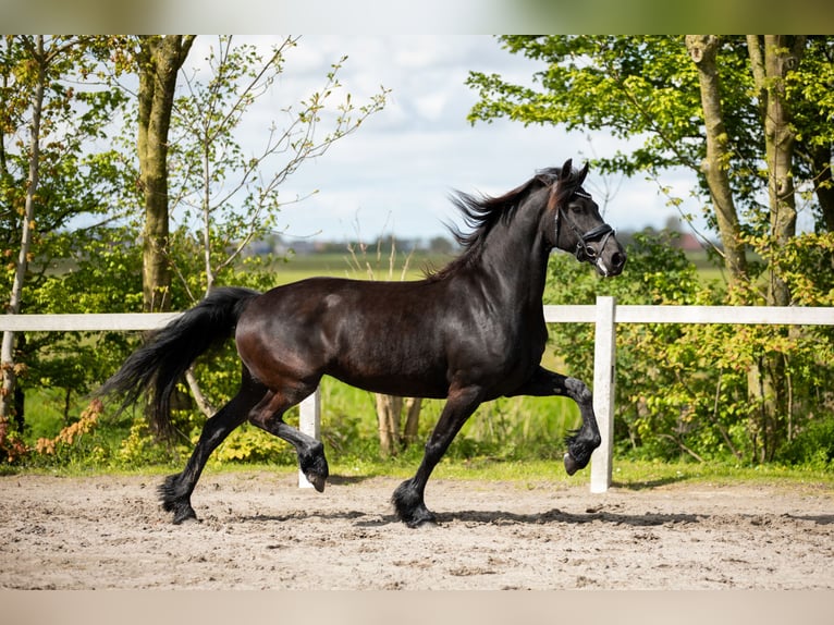 Fries paard Merrie 7 Jaar 163 cm Zwart in Britswert