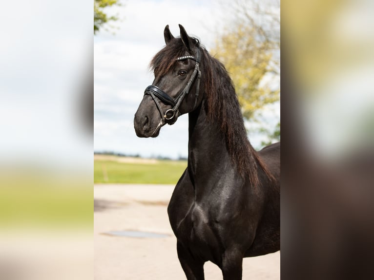 Fries paard Merrie 7 Jaar 163 cm Zwart in Britswert