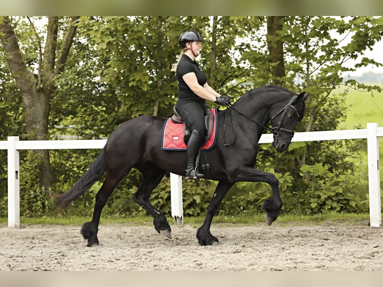 Fries paard Merrie 7 Jaar 163 cm Zwart in Britswert