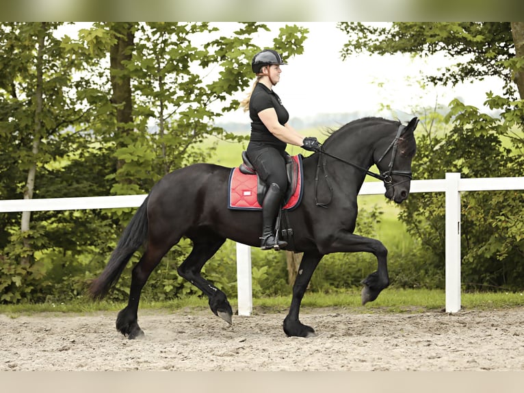 Fries paard Merrie 7 Jaar 163 cm Zwart in Britswert