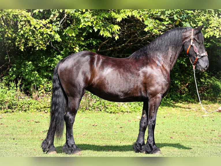 Fries paard Merrie 7 Jaar 163 cm Zwart in Flemingsburg KY