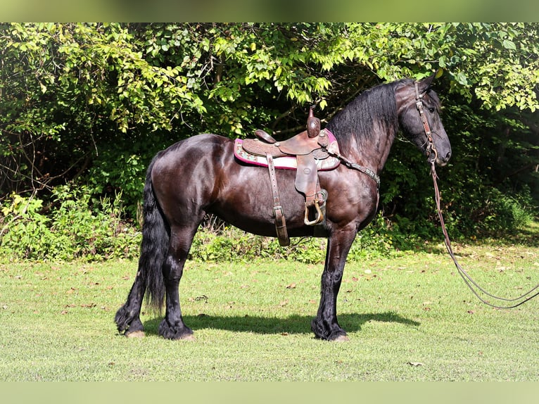 Fries paard Merrie 7 Jaar 163 cm Zwart in Flemingsburg KY