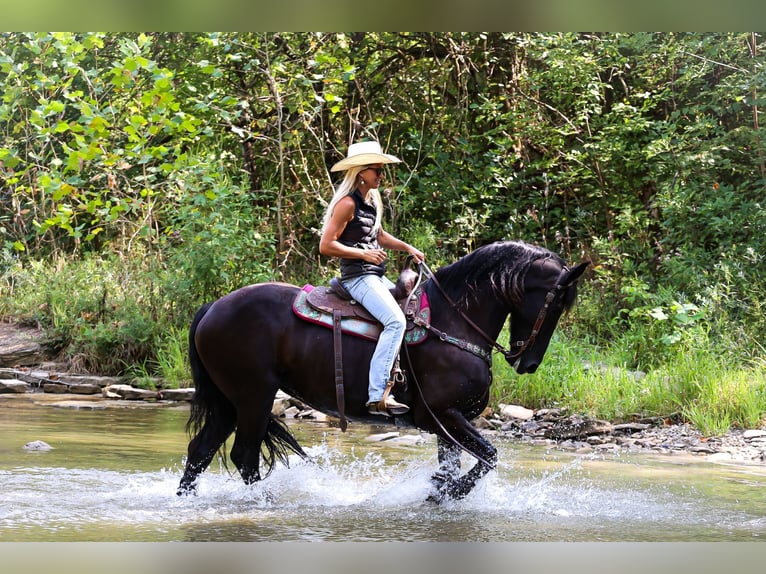 Fries paard Merrie 7 Jaar 163 cm Zwart in Flemingsburg KY