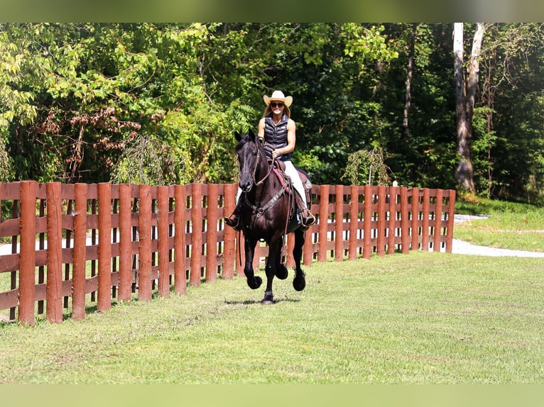 Fries paard Merrie 7 Jaar 163 cm Zwart in Flemingsburg KY