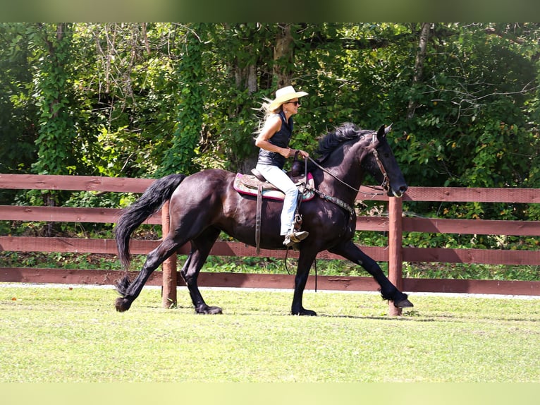 Fries paard Merrie 7 Jaar 163 cm Zwart in Flemingsburg KY