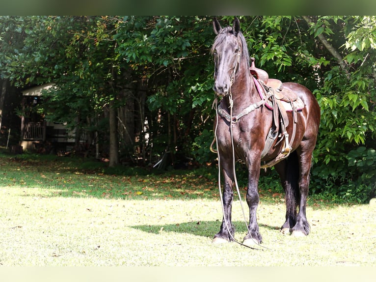 Fries paard Merrie 7 Jaar 163 cm Zwart in Flemingsburg KY