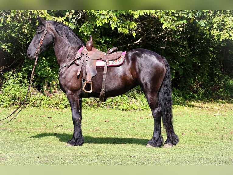 Fries paard Merrie 7 Jaar 163 cm Zwart in Flemingsburg KY