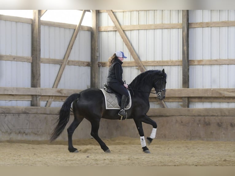 Fries paard Merrie 7 Jaar 163 cm Zwart in Oelwein