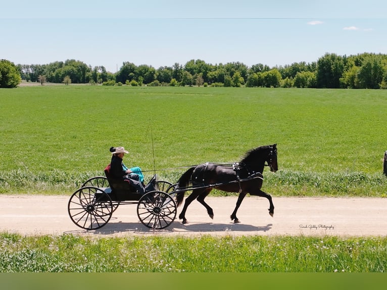 Fries paard Merrie 7 Jaar 163 cm Zwart in Oelwein