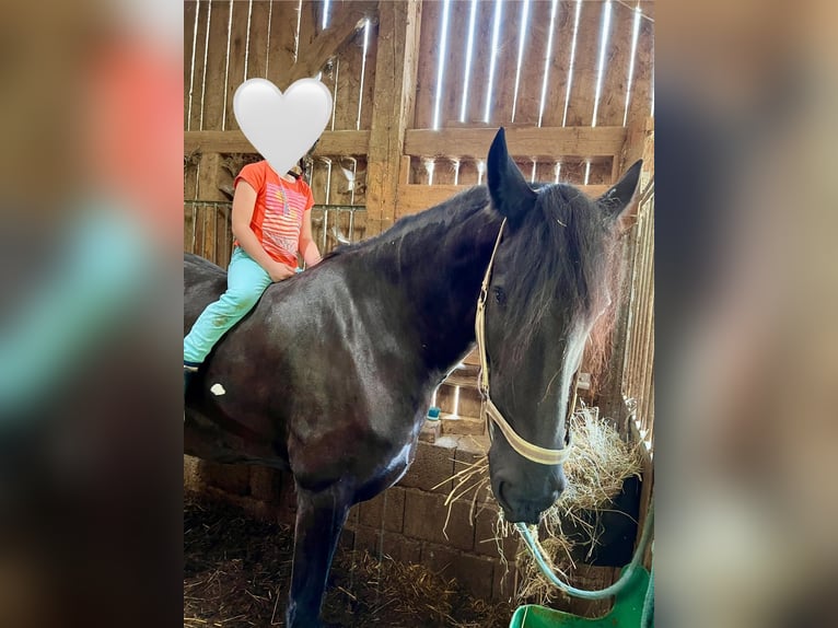 Fries paard Merrie 7 Jaar 164 cm in Bad Griesbach im Rottal