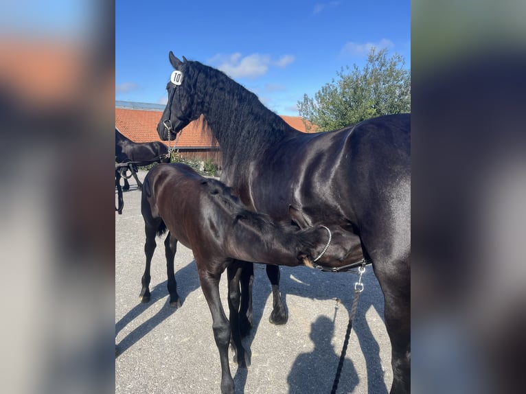 Fries paard Merrie 7 Jaar 164 cm Zwart in Taunusstein