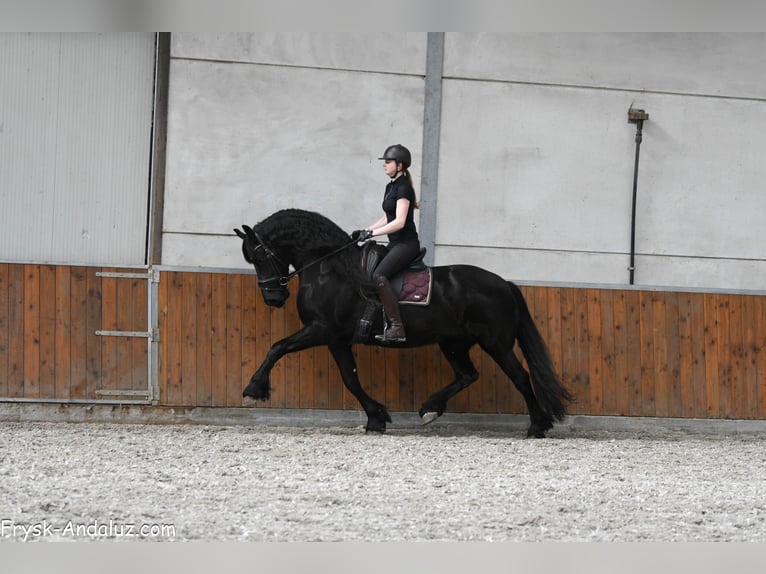 Fries paard Merrie 7 Jaar 165 cm Zwart in Mijnsheerenland