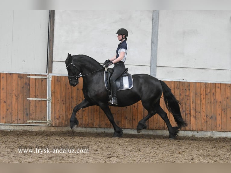 Fries paard Merrie 7 Jaar 165 cm Zwart in Mijnsheerenland