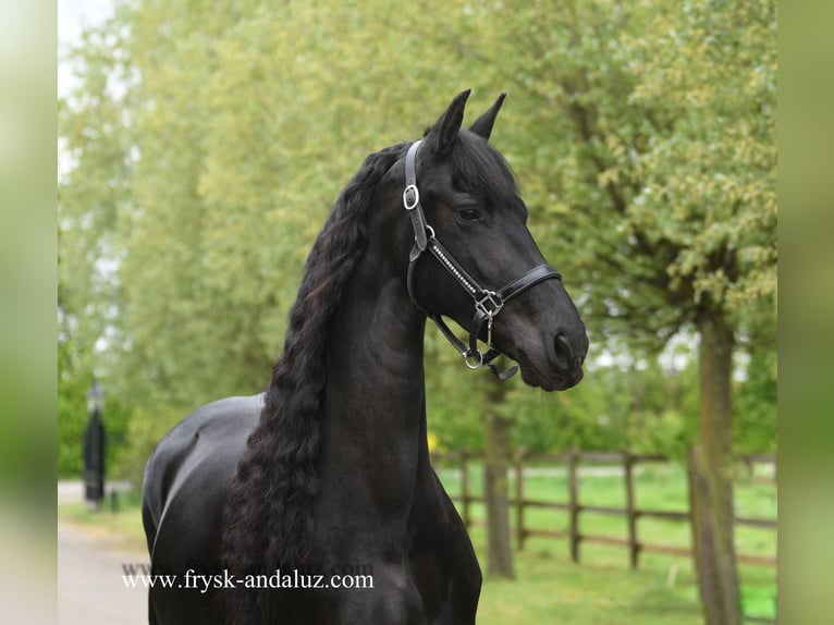 Fries paard Merrie 7 Jaar 165 cm Zwart in Mijnsheerenland