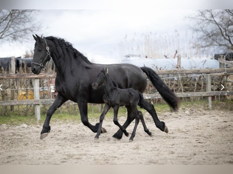 Fries paard Merrie 7 Jaar 165 cm Zwart in Drouwenermond