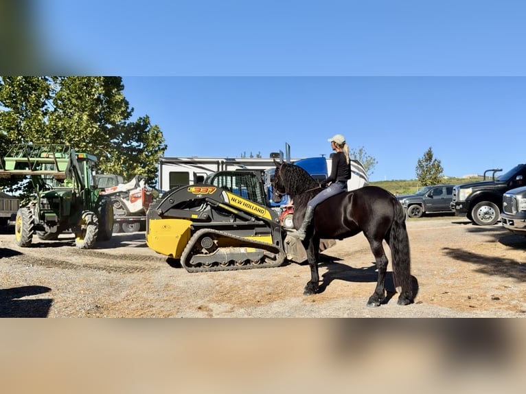 Fries paard Mix Merrie 7 Jaar 165 cm Zwart in Gap