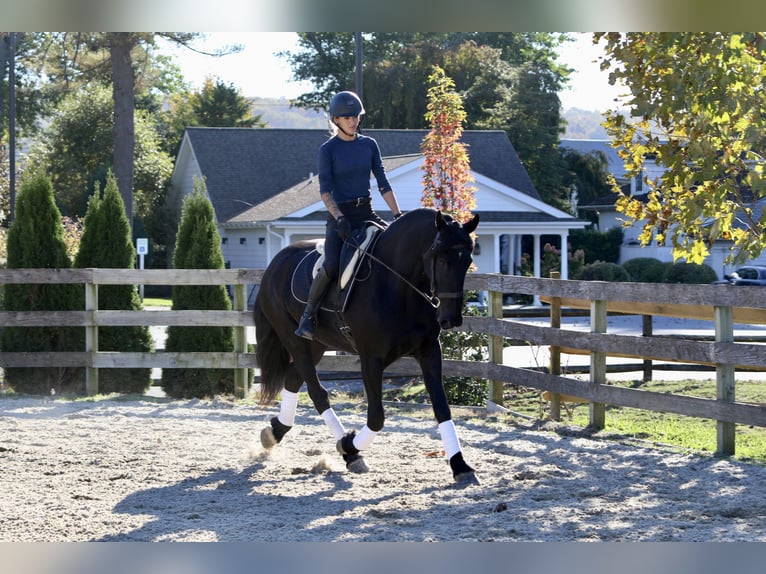 Fries paard Mix Merrie 7 Jaar 165 cm Zwart in Gap