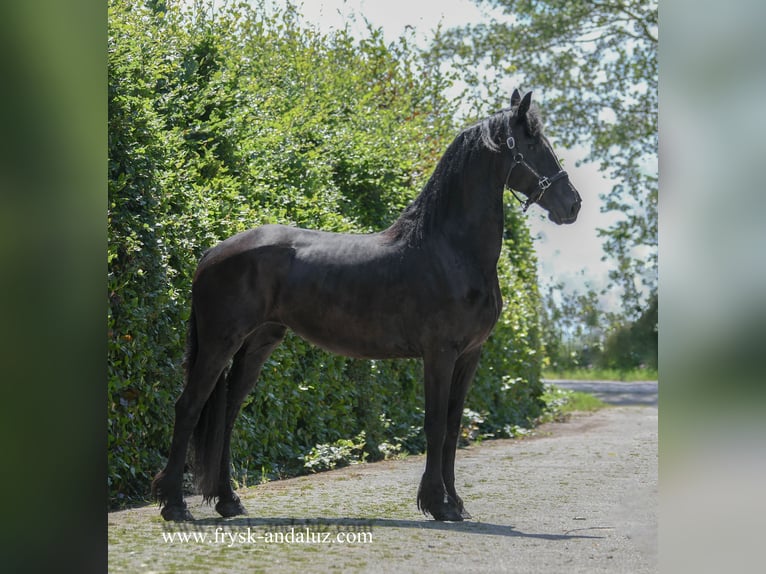 Fries paard Merrie 7 Jaar 165 cm Zwart in Mijnsheerenland