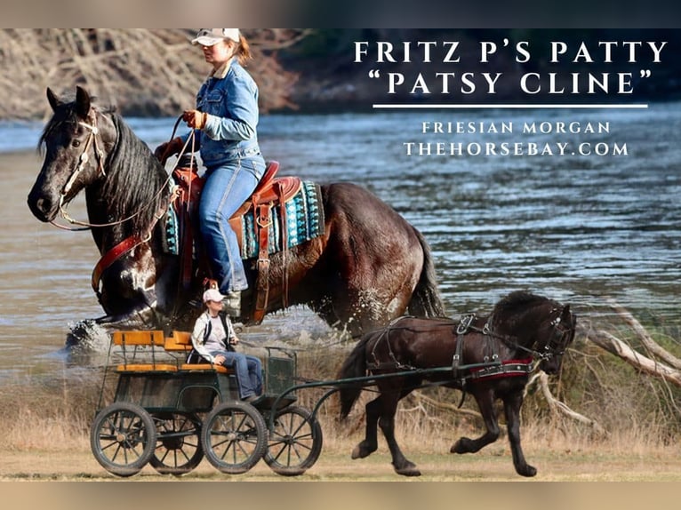 Fries paard Mix Merrie 7 Jaar 165 cm Zwart in Hesperia, MI