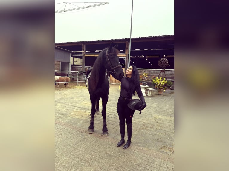 Fries paard Merrie 7 Jaar 167 cm Zwart in Reinach AG