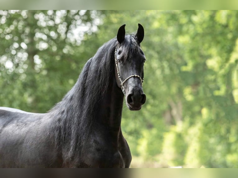 Fries paard Merrie 7 Jaar 167 cm Zwart in Reinach AG