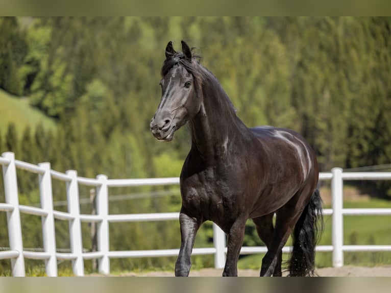 Fries paard Merrie 7 Jaar 167 cm Zwart in St, oswald