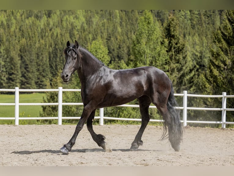 Fries paard Merrie 7 Jaar 167 cm Zwart in St, oswald