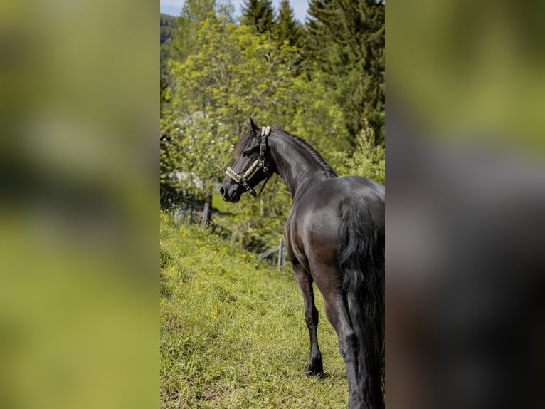 Fries paard Merrie 7 Jaar 167 cm Zwart in St, oswald