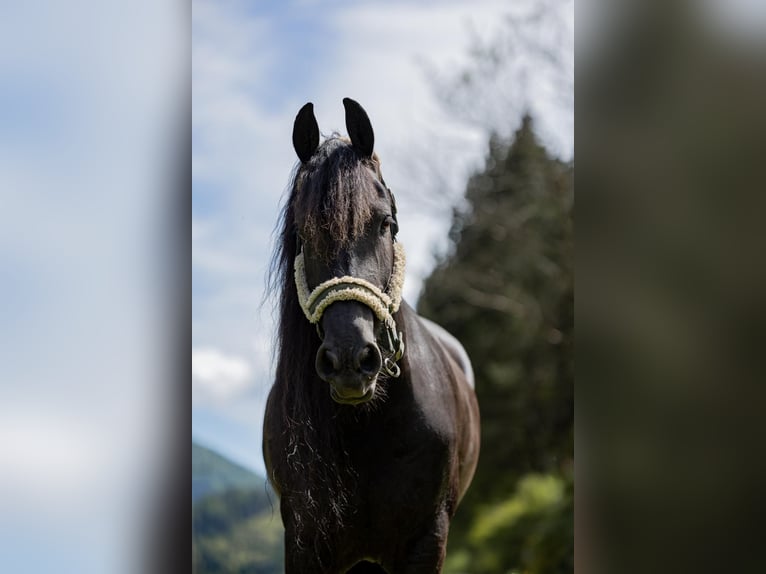 Fries paard Merrie 7 Jaar 167 cm Zwart in St, oswald