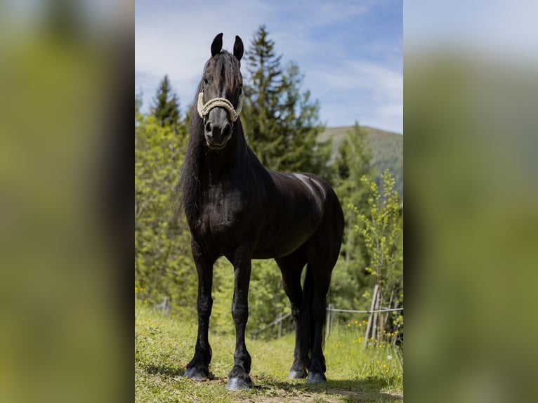 Fries paard Merrie 7 Jaar 167 cm Zwart in St, oswald